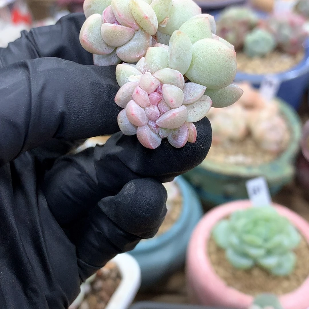 冰玉冰玉冰玉冰玉冰玉