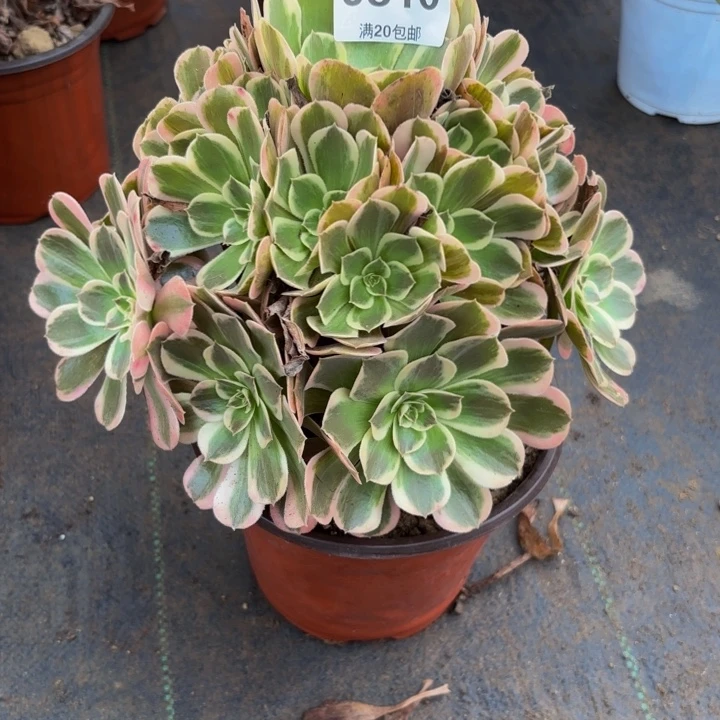 瑞妈多肉园艺810花样年华