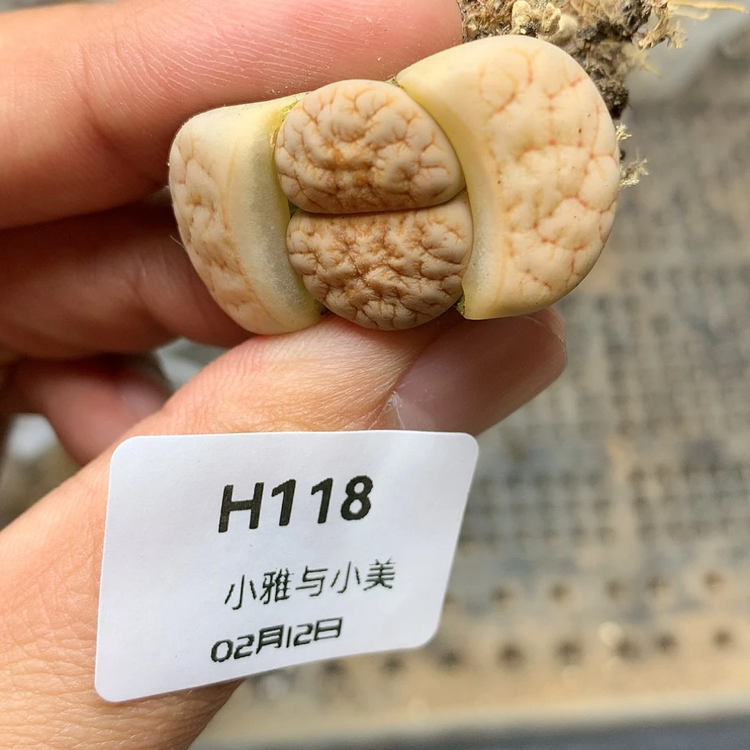 H118多肉植物保护