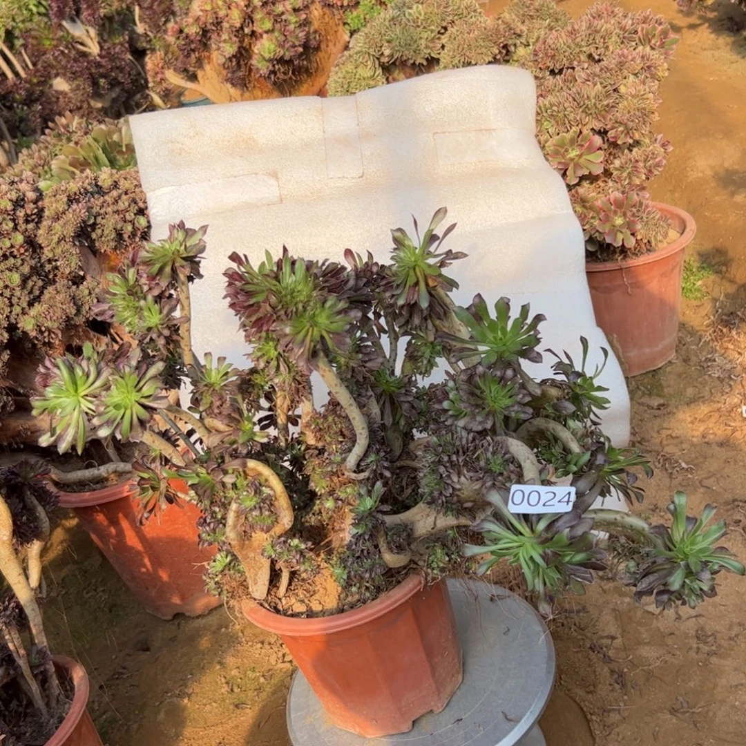 马多多黑缀024冠服50厘米