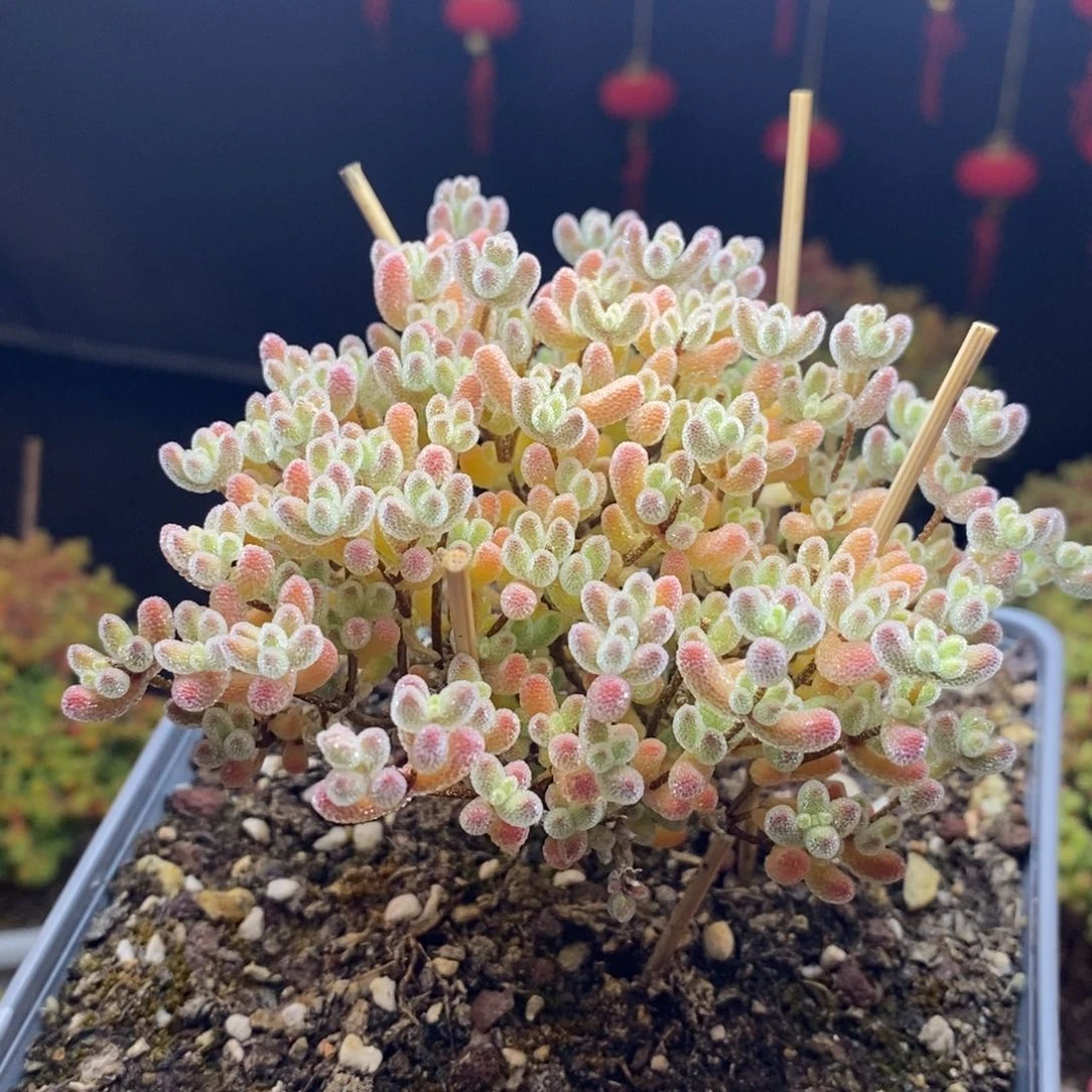 七***怪244号优选大冰晶枝干