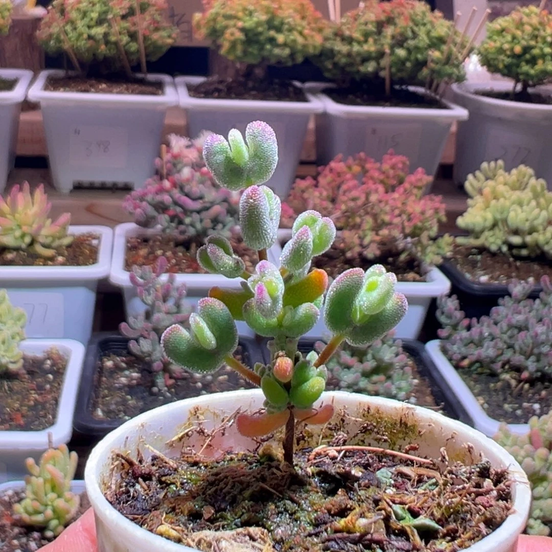 385月曲一物一拍包开箱