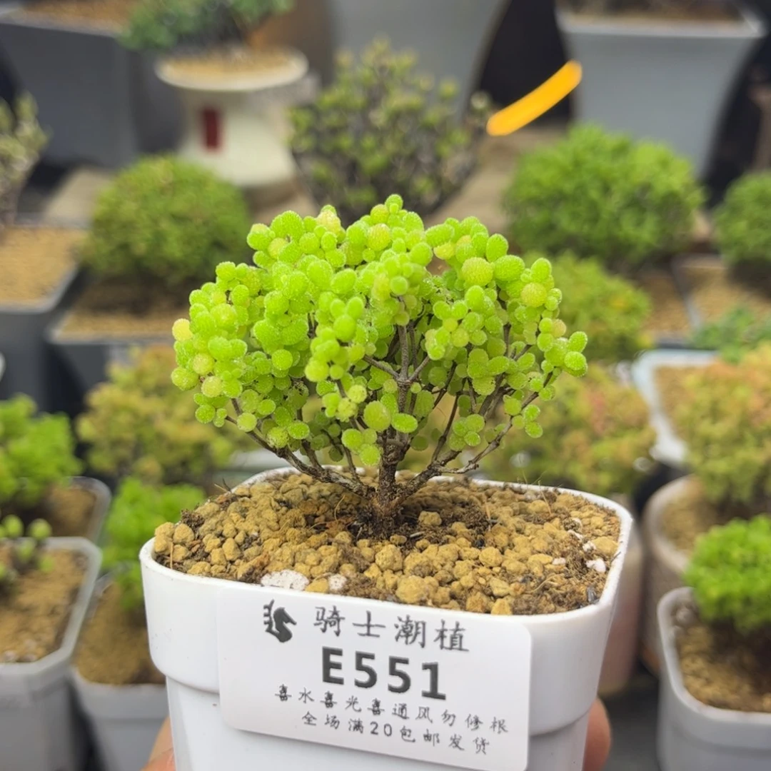 551蜜橘糖球枝干多肉
