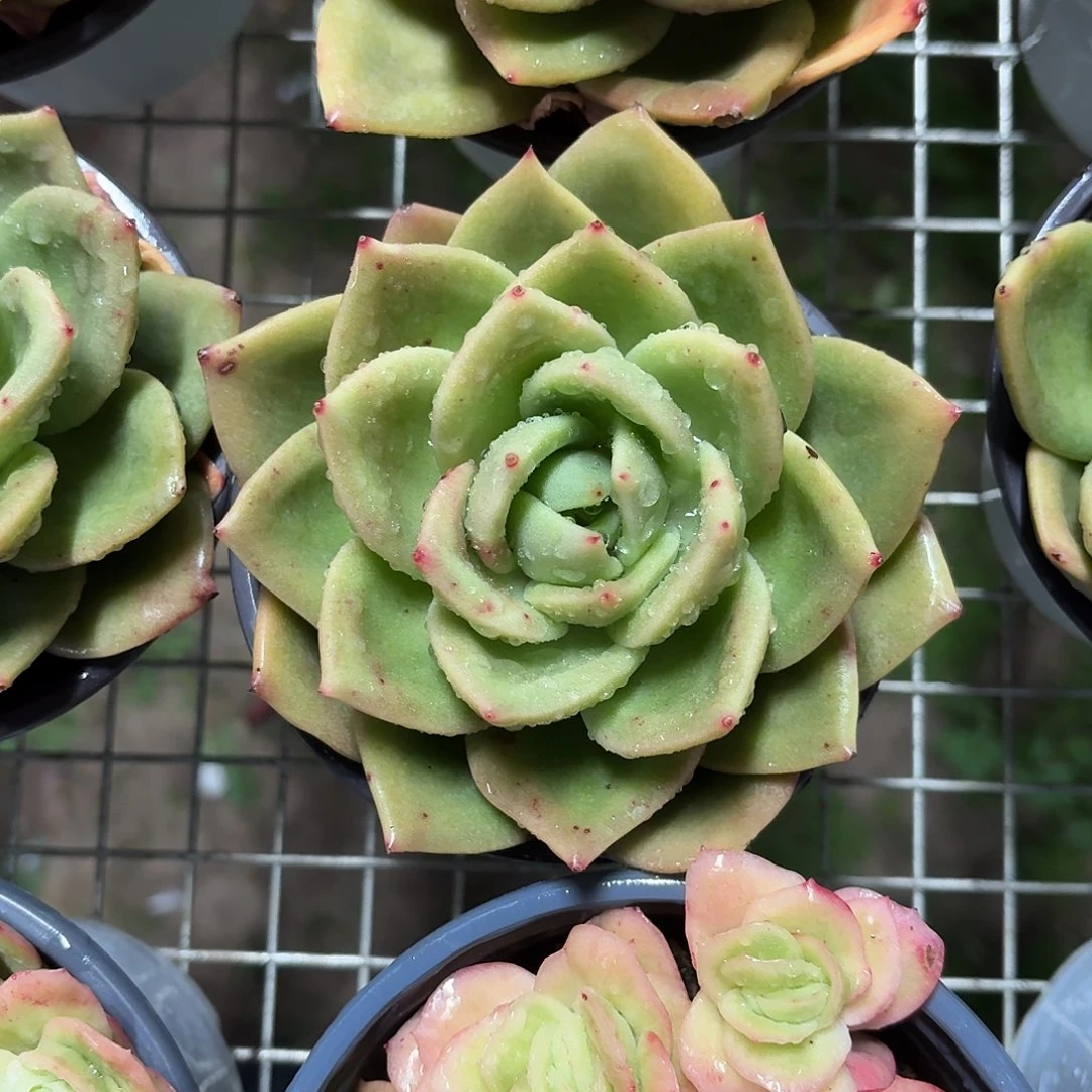 翠花大单头12㎝盆参考