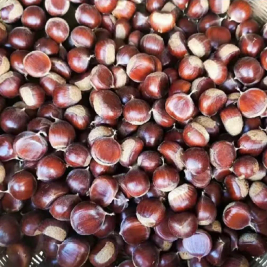 新鲜板栗云南高山老树山野板栗坏果包赔