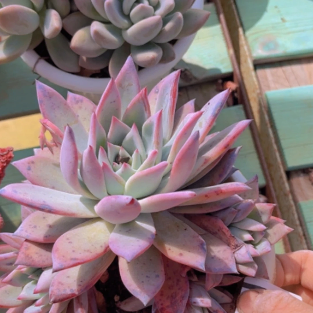 【闪购商品】祖母绿0592