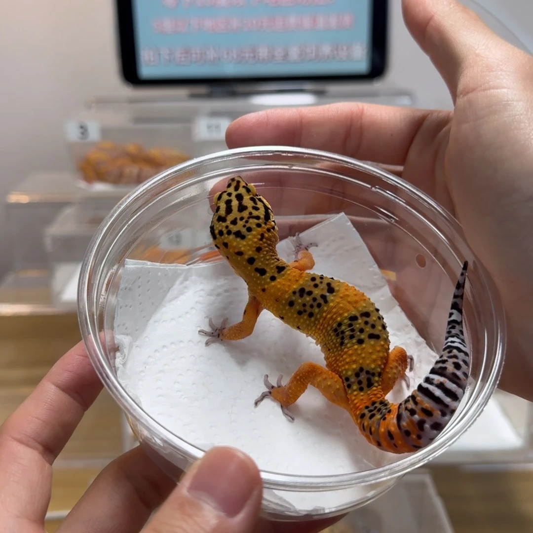 豹纹守宫血翡翠弟弟