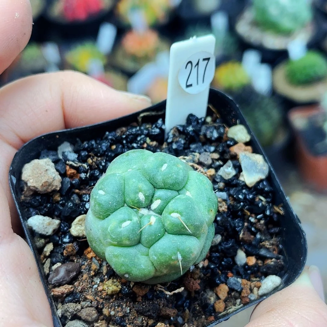 无刺象牙非偏远地区满25包邮仙人球