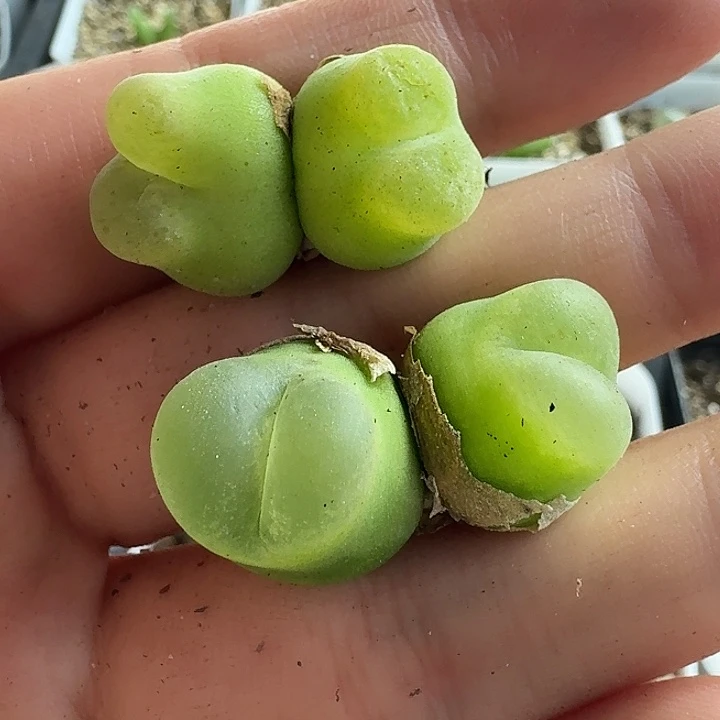 老马生石花双头o泡1626