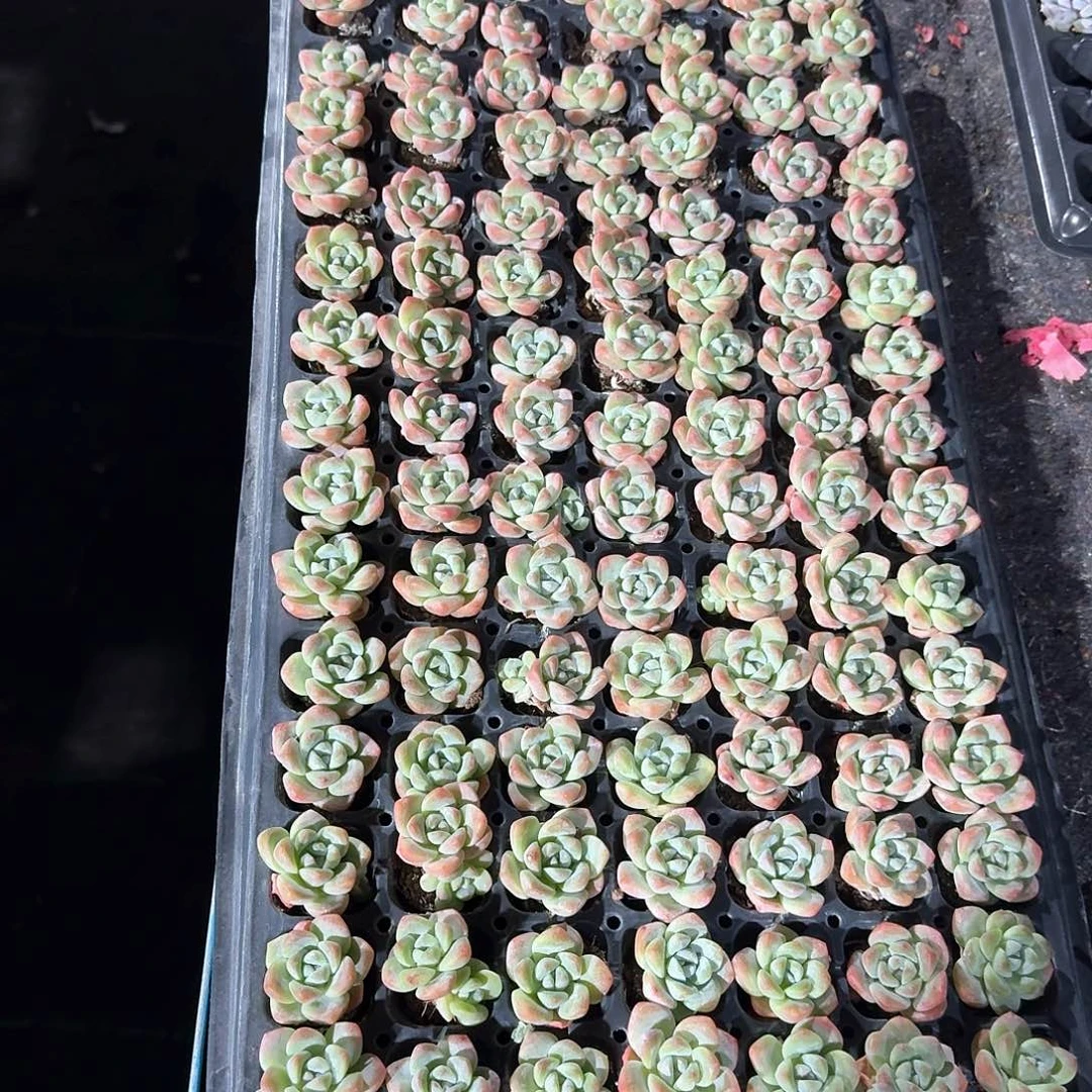 心想事成一物一拍