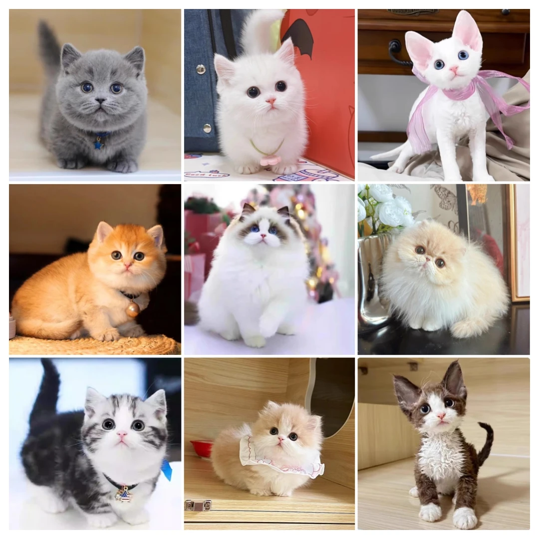 【语熙猫咪】专属链接