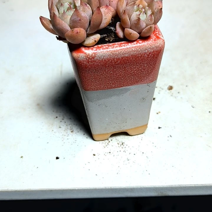 满6元包邮，桃梦tp2/3头