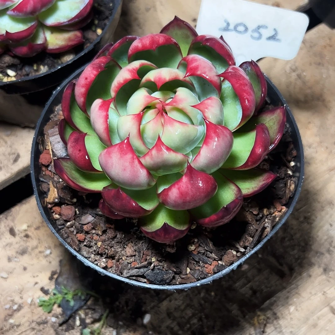 皮***粥惊鸿仙子2052号一物一拍