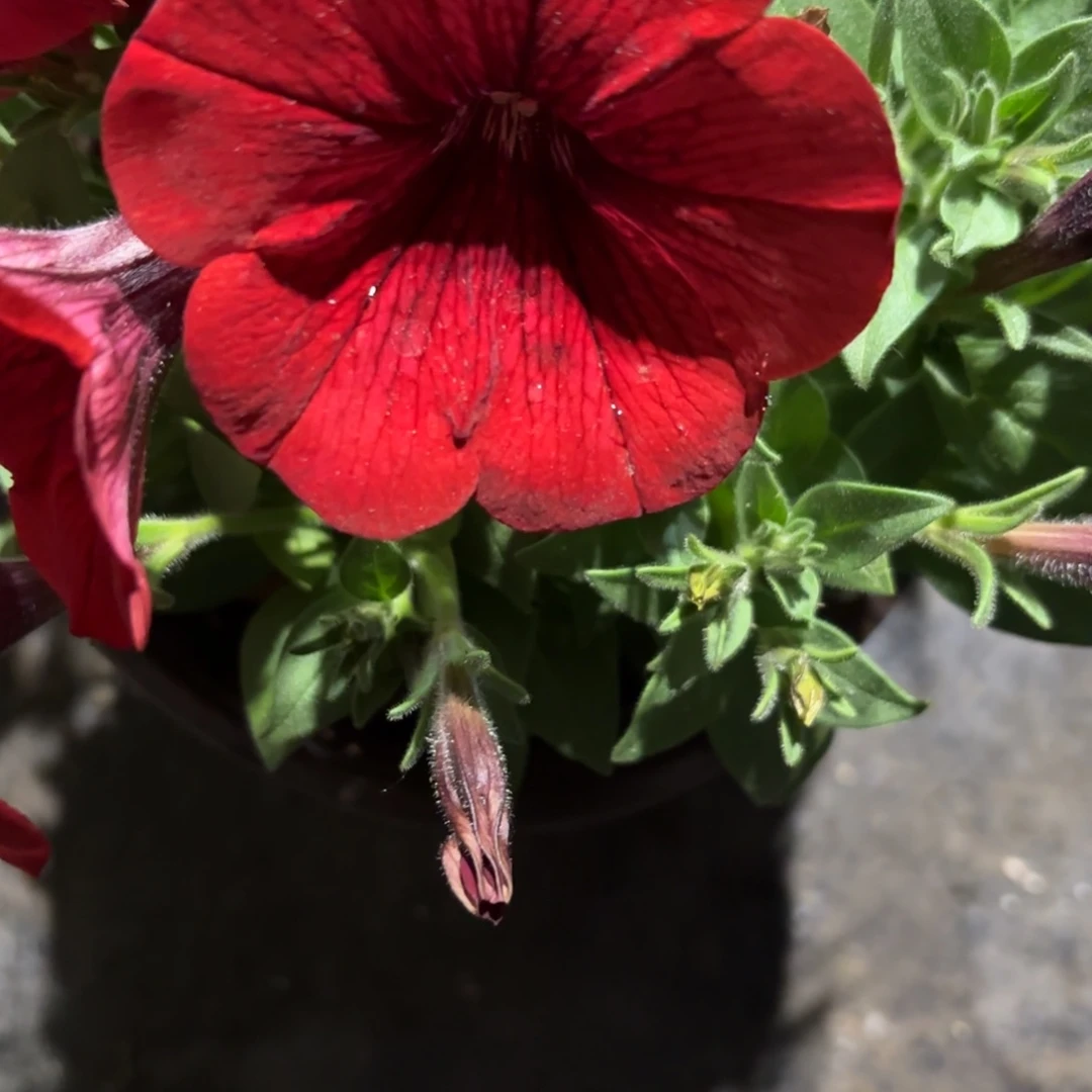 大红色超级舞春花新疆