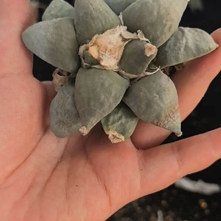 一物一拍，实生仙人球