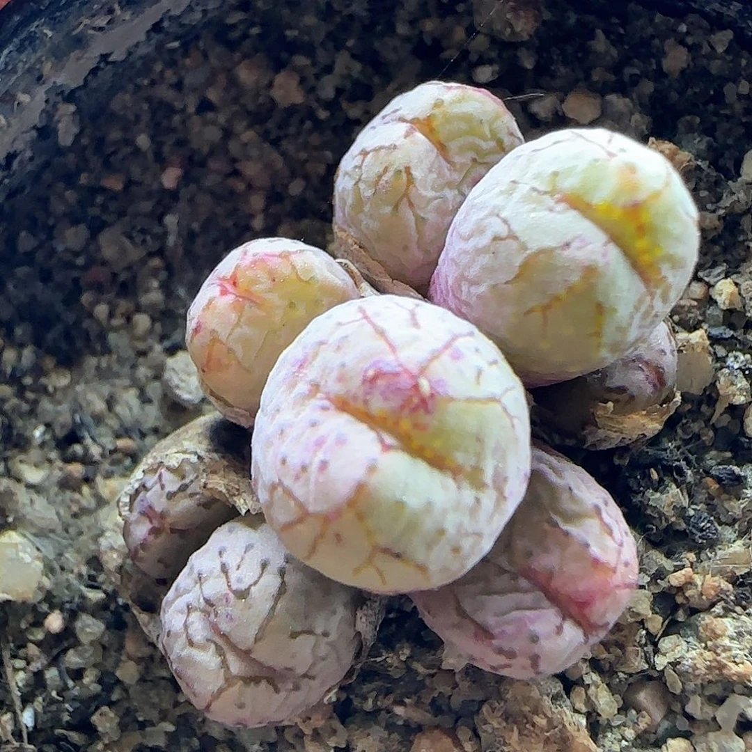 开播福利来啦39181