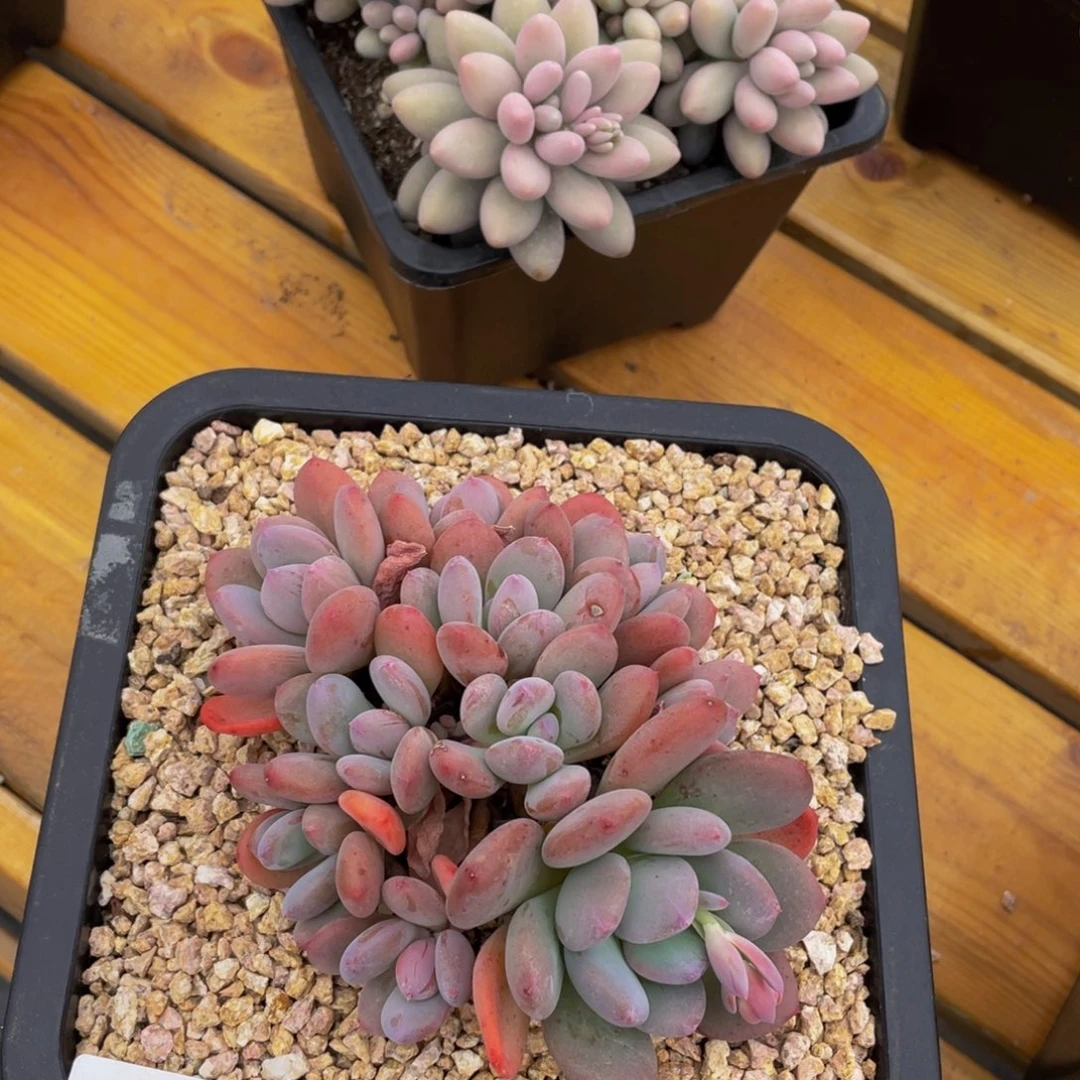 ，****70214-49-灰姑娘。。。。。