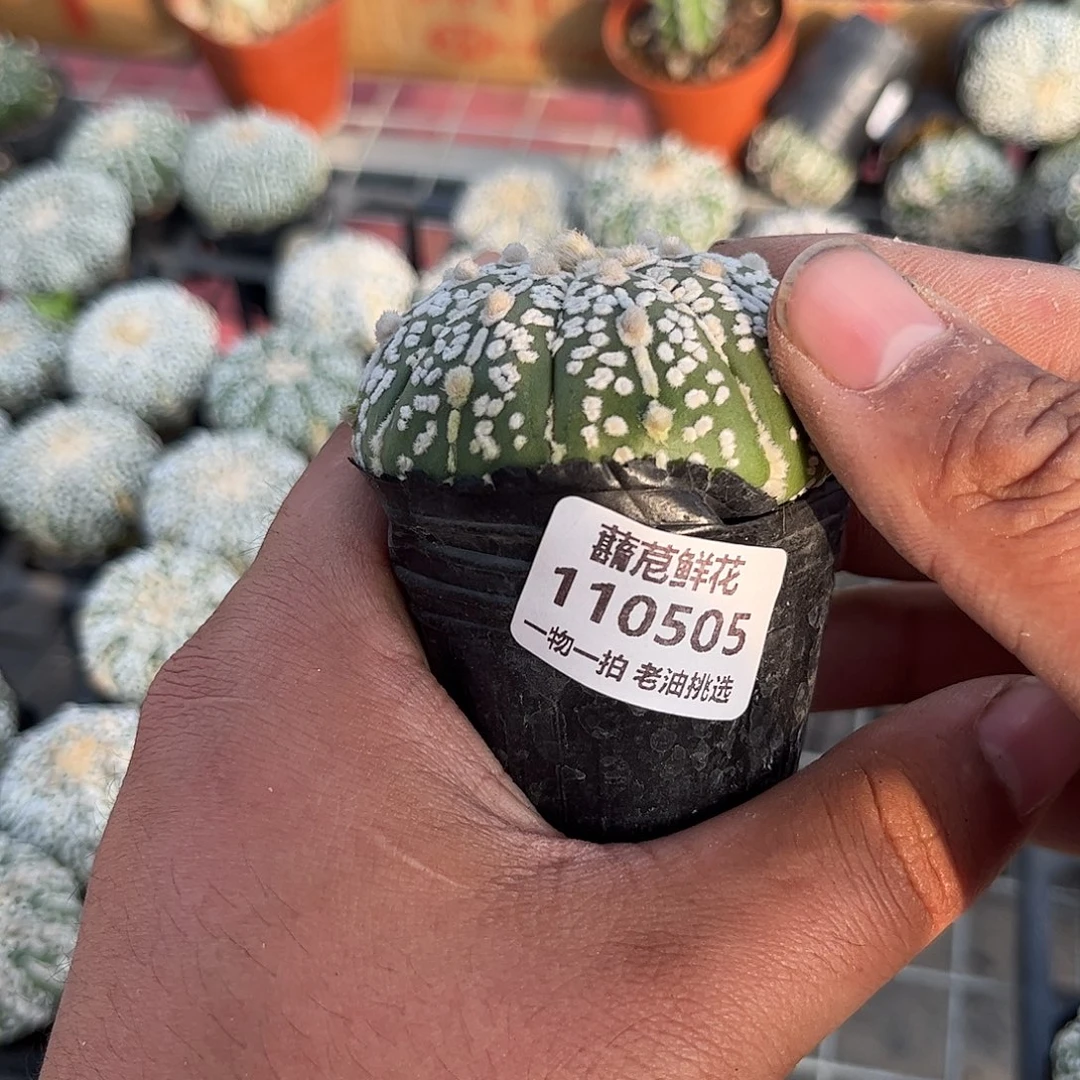 110505一物一拍单头