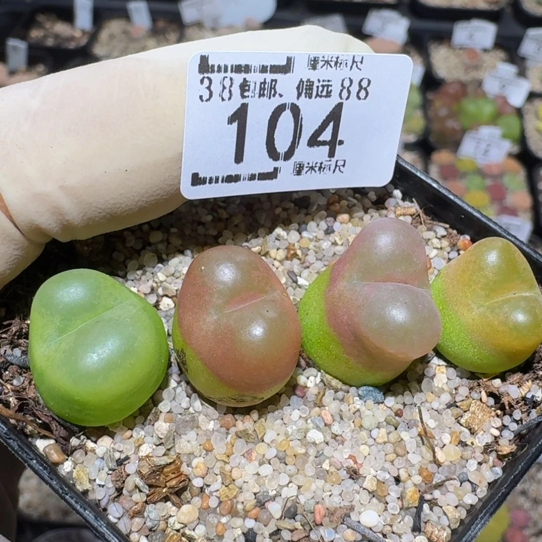 zzzz精品生石花104