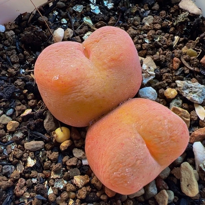水蜜桃多肉植物盆栽栽培