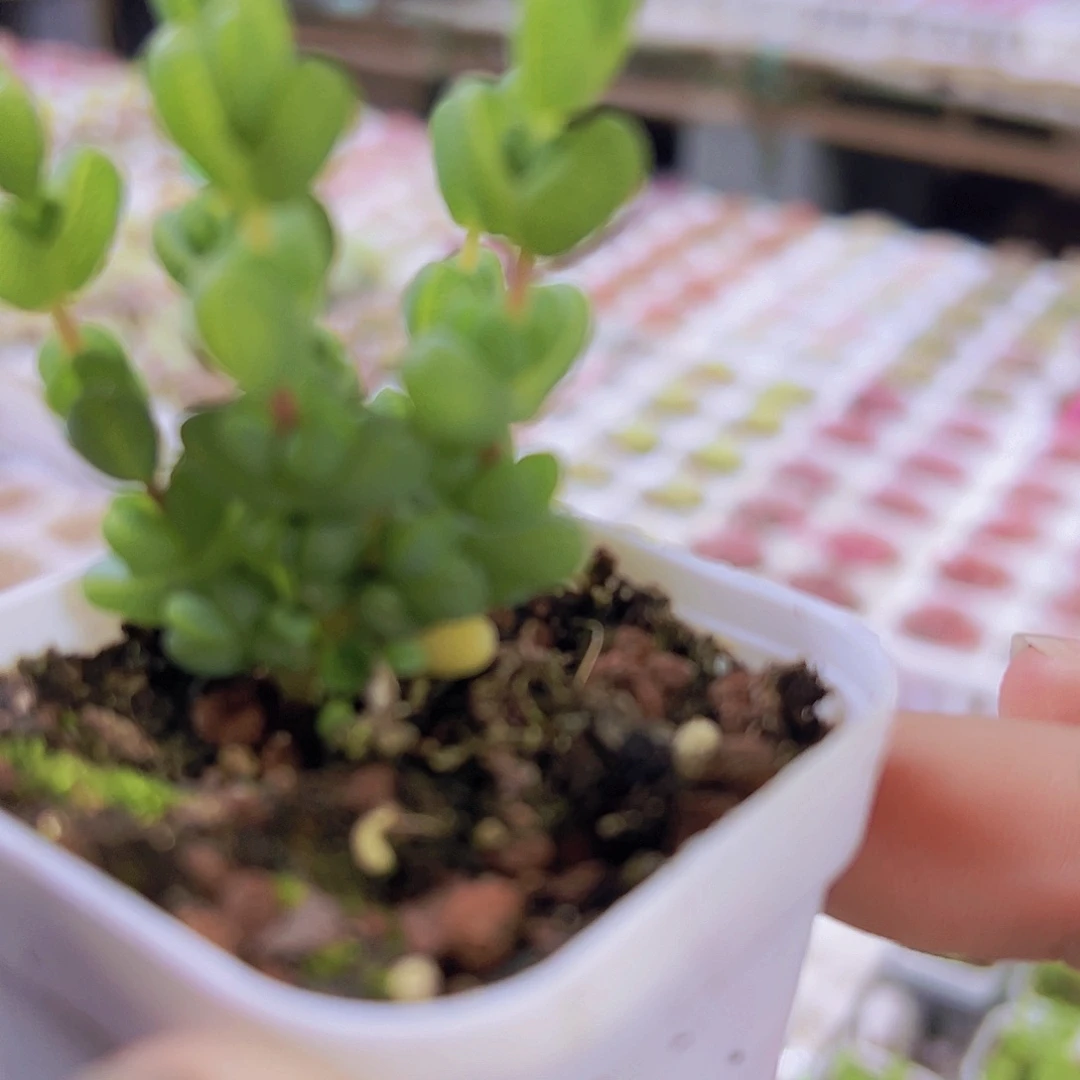 元宝枝干19包邮多肉植物
