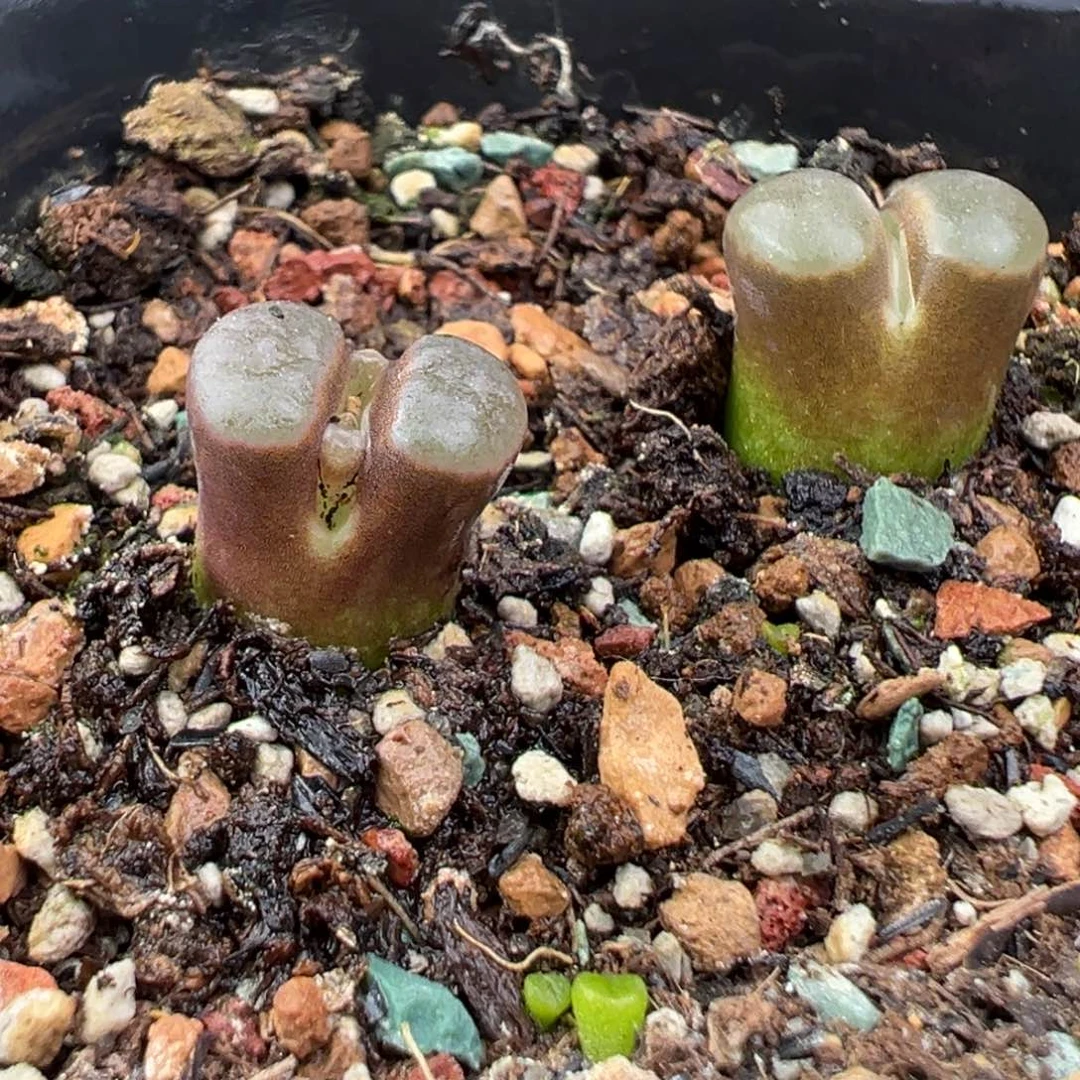 11.22好看的多肉脱土发货111