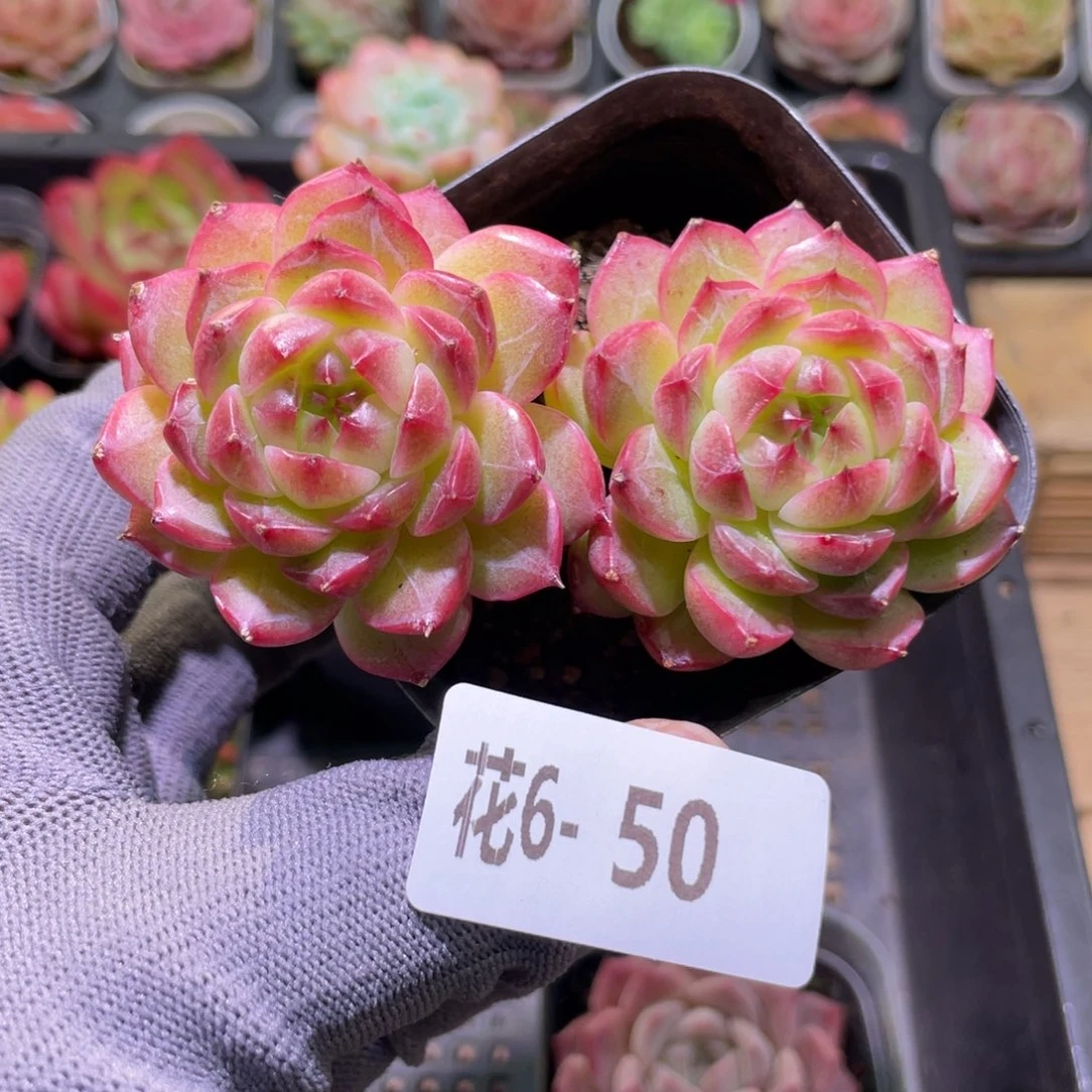 花利美6-50海王双头