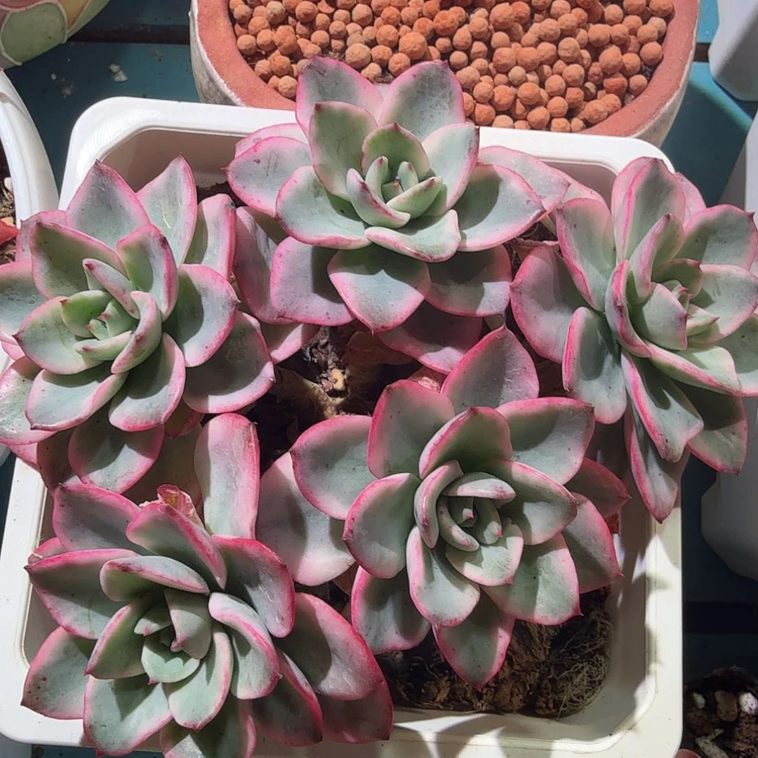 奶奶油黄桃锦，多肉植物