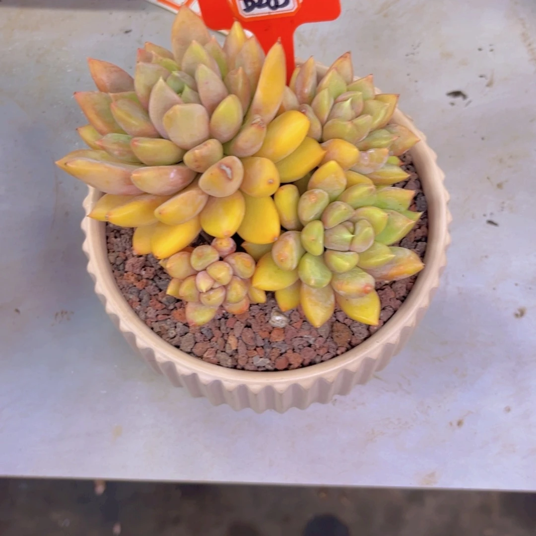 S***?象牙283多肉植物