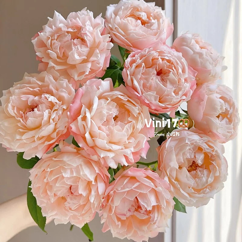 【苏琪公主】玫瑰【4单包邮顺丰空运部分地区走陆运具体以发货为准】