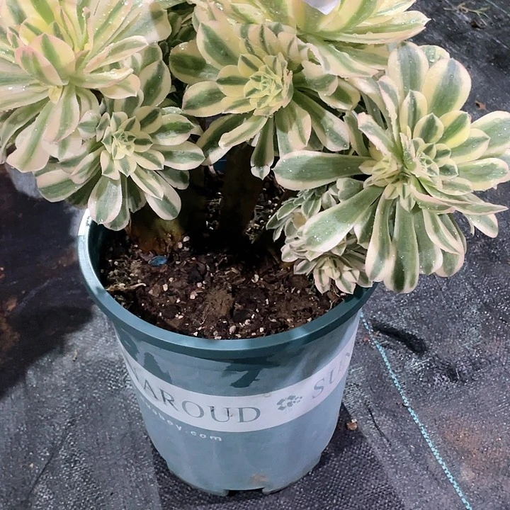 多肉法师多肉法师163