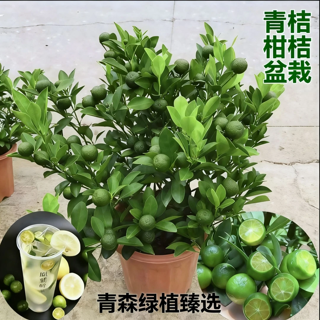 四季吉绿植盆栽观赏花卉植物室外好养易活老桩树苗盆景