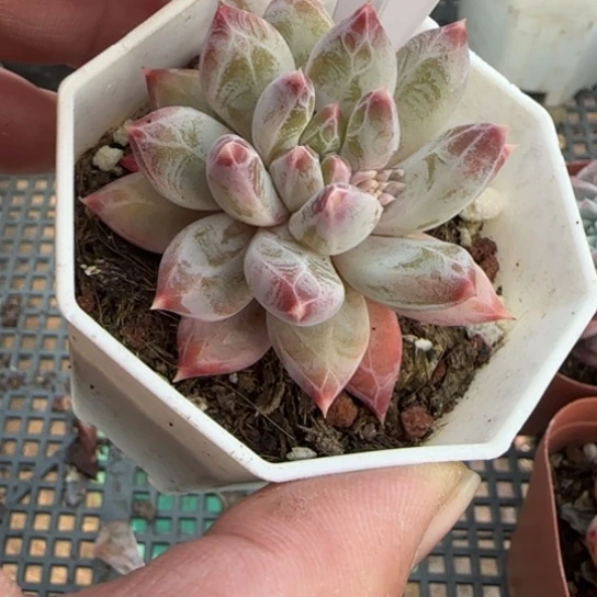 94伊丽莎白一物一拍多肉