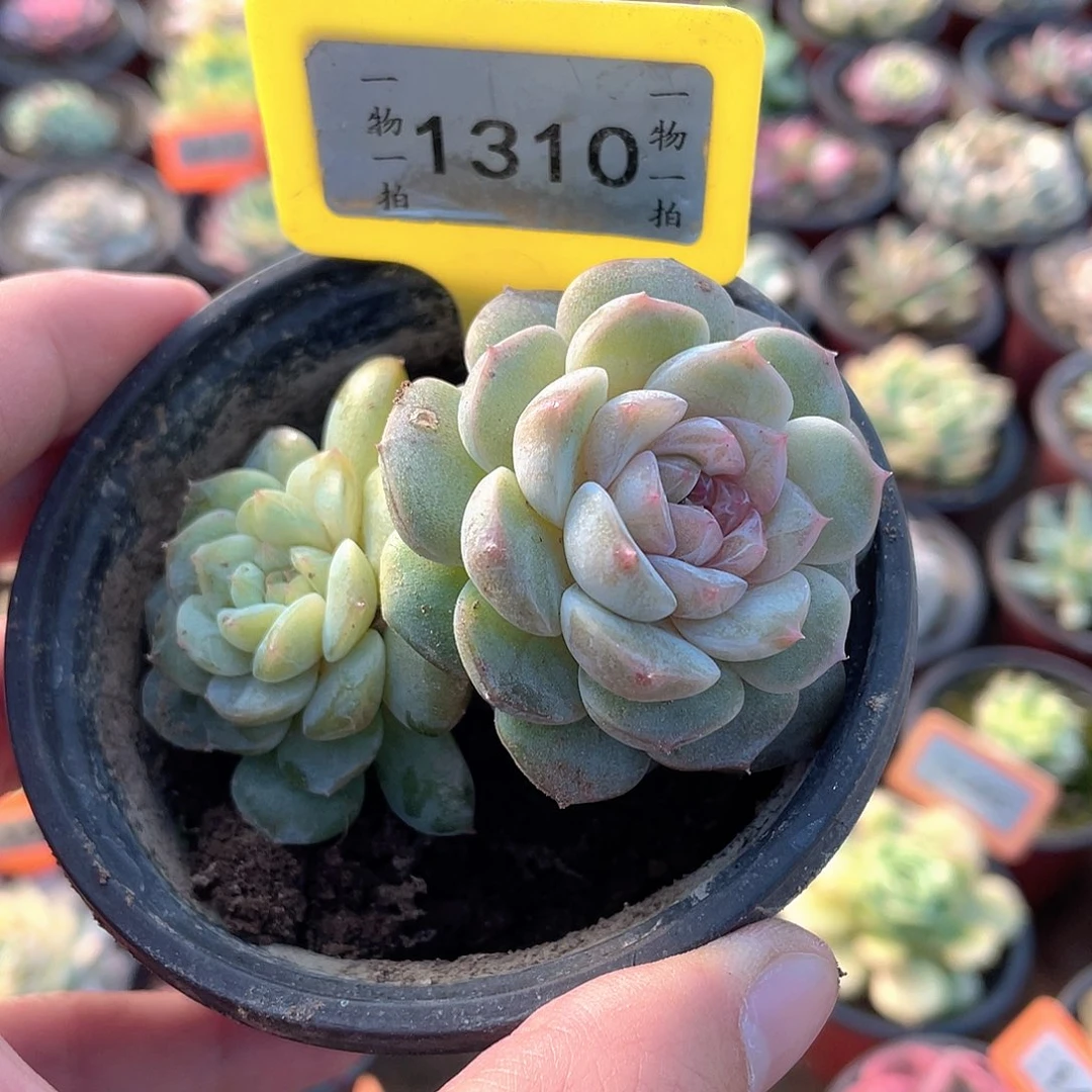 ****1310号多肉植物盆栽
