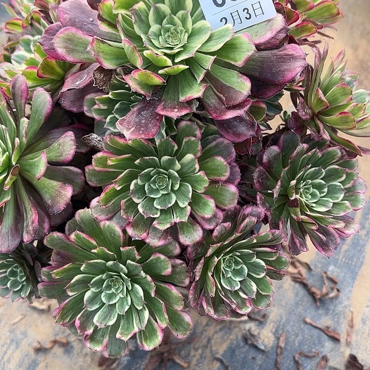 2.3-54紫烟多肉植物