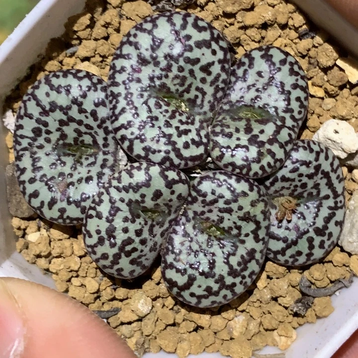 精品多肉植物精品多肉