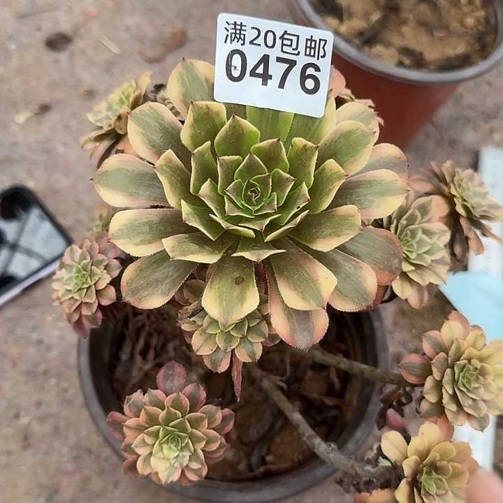 0476 铜雀台法师多肉