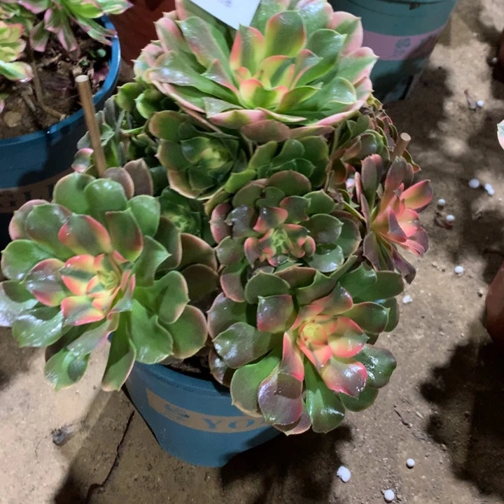 081香妃多肉植物特价