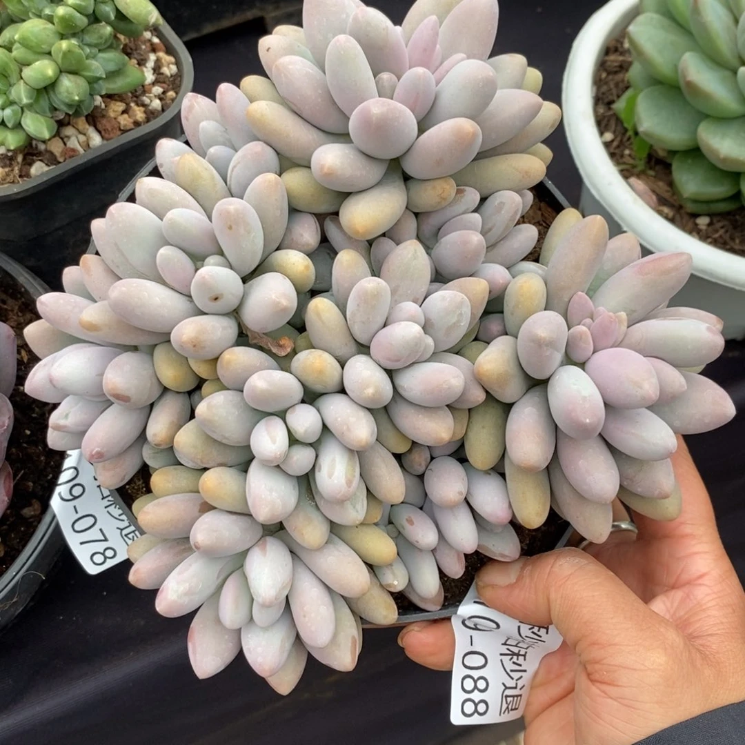 两单包邮1109-88粉色恋人