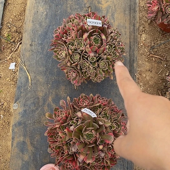 2978邀月多肉法师