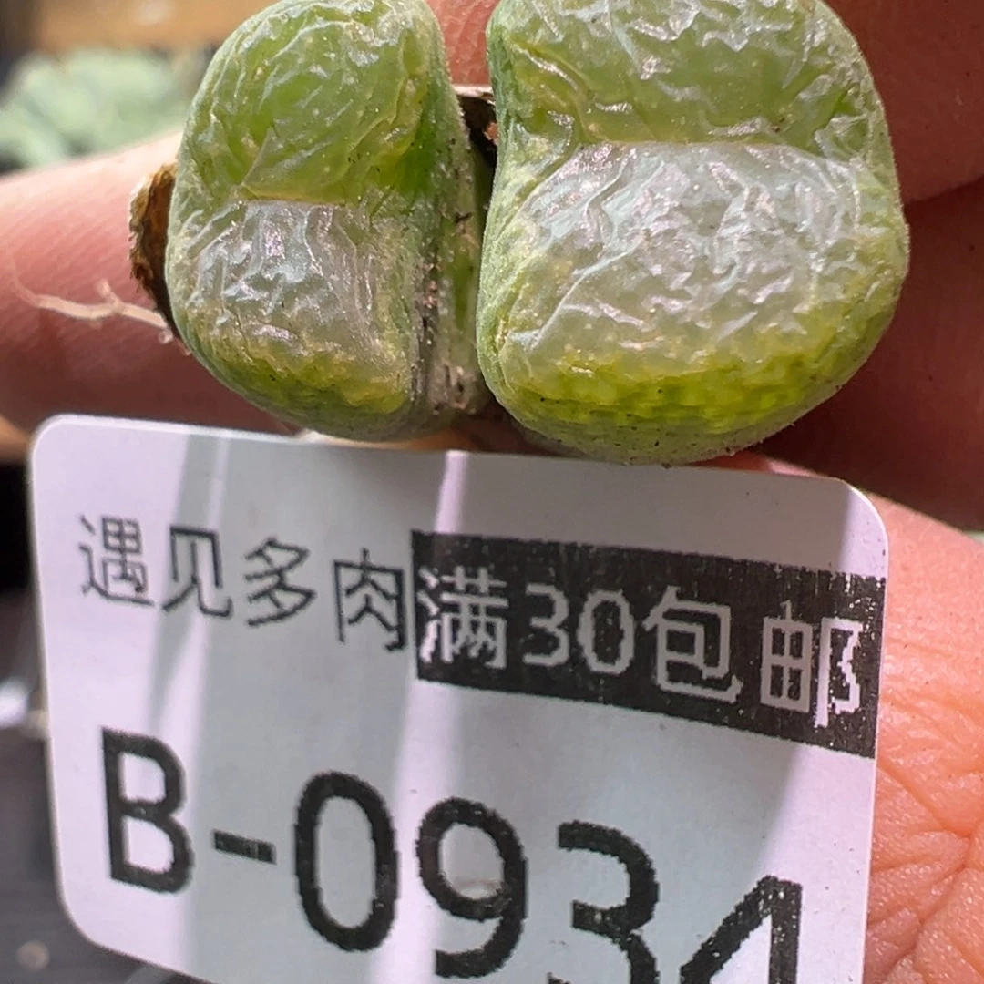 多肉植物1111111111111111111
