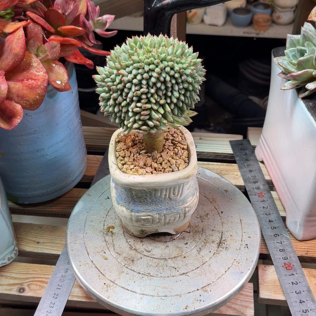 是***阿棒棒糖多肉植物rucihen