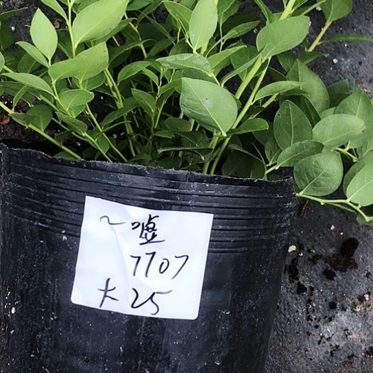 ～****大钵花香25