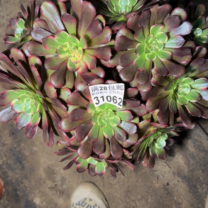 31062黑金刚多肉植物