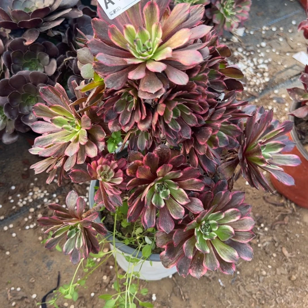 167烟花多肉植物法师