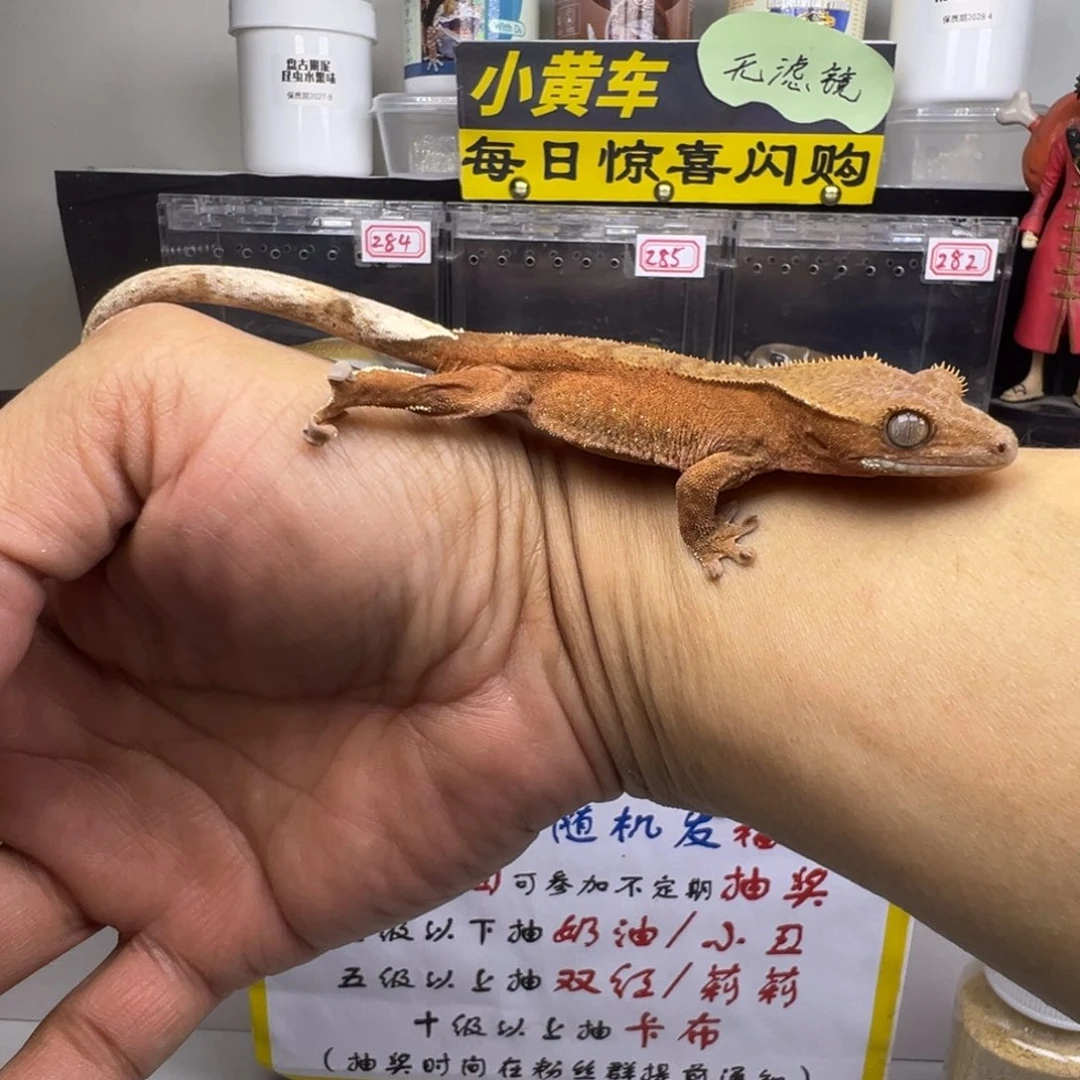 睫角守宫双红波点