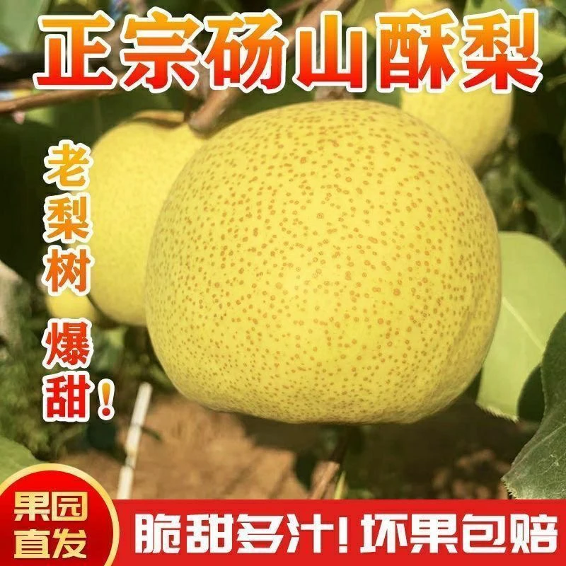 砀山酥梨现摘现发脆甜多汁皮薄如纸健康美味水果整箱批发应季水果