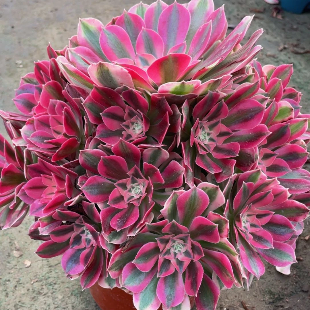 542粉女巫精品法师老桩