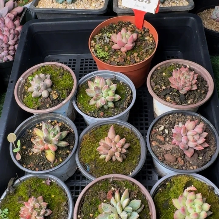 153多肉植物一物一拍