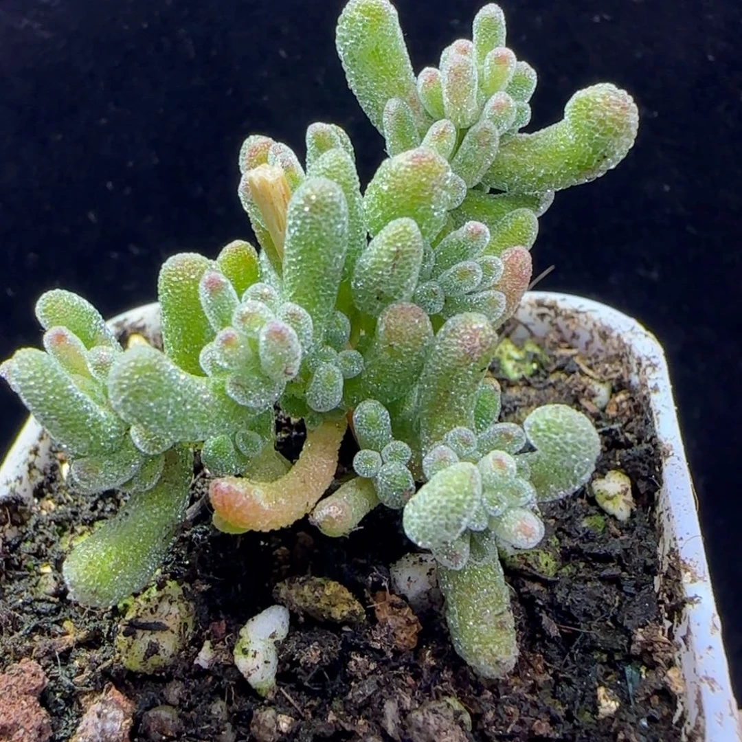 dy1379冰晶锦一物一拍